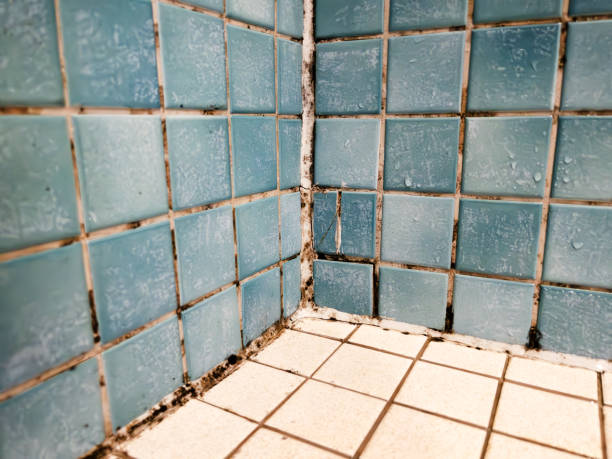 Best Environmental Consulting for Mold Prevention  in Woodfield, SC