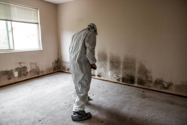 Environmental Consulting for Mold Prevention in Woodfield, SC