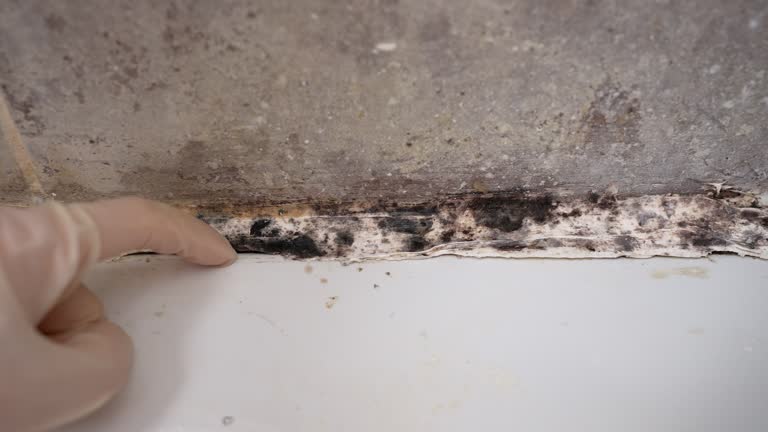 Best Forensic Mold Investigation  in Woodfield, SC